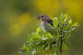 Mala_cipa_Meadow_pipit_07.jpg