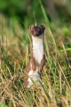 Mala_podlasica_Mustela_nivalis__Linnaeus_Least_weasel_11.jpg