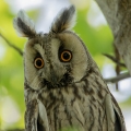 Mala_uharica_Long_eared_owl_Asio_otus_05.jpg