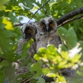 Mala_uharica_Long_eared_owl_Asio_otus_06.jpg