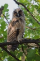 Mala_uharica_Long_eared_owl_Asio_otus_07.jpg