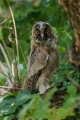 Mala_uharica_Long_eared_owl_Asio_otus_08.jpg