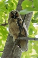 Mala_uharica_Long_eared_owl_Asio_otus_09.jpg