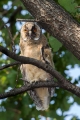 Mala_uharica_Long_eared_owl_Asio_otus_12.jpg