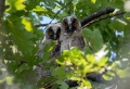 Mala_uharica_Long_eared_owl_Asio_otus_13.jpg