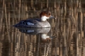 Mala_zagarica_Smew_Mergus_albellus_Plovci_Anatidae_01.jpg