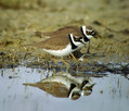 Mali-dezevnik_Little_ringed_plover_Charadrius_dudius_Dezevniki_Charadriidae_04.jpg