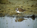 Mali-dezevnik_Little_ringed_plover_Charadrius_dudius_Dezevniki_Charadriidae_05.jpg