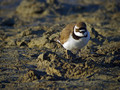 Mali-dezevnik_Little_ringed_plover_Charadrius_dudius_Dezevniki_Charadriidae_06.jpg
