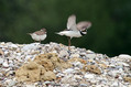Mali-dezevnik_Little_ringed_plover_Charadrius_dudius_Dezevniki_Charadriidae_07.jpg