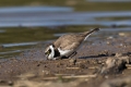 Mali-dezevnik_Little_ringed_plover_Charadrius_dudius_Dezevniki_Charadriidae_11.jpg