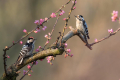 Mali_detel_Lesser_spotted_woodpecker_11.jpg