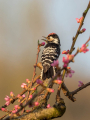Mali_detel_Lesser_spotted_woodpecker_13.jpg
