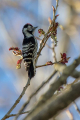 Mali_detel_Lesser_spotted_woodpecker_15.jpg