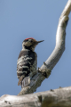 Mali_detel_Lesser_spotted_woodpecker_16.jpg