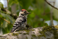 Mali_detel_Lesser_spotted_woodpecker_17.jpg