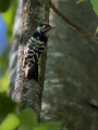 Mali_detel_Lesser_spotted_woodpecker_18.jpg
