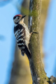 Mali_detel_Lesser_spotted_woodpecker_19.jpg