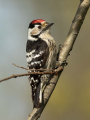 Mali_detel_Lesser_spotted_woodpecker_20.jpg