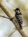 Mali_detel_Lesser_spotted_woodpecker_21.jpg
