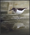Mali_martinec_Common_sandpiper_06.jpg