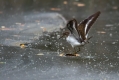 Mali_martinec_Common_sandpiper_Actitis_hypoleucos_10.jpg
