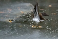 Mali_martinec_Common_sandpiper_Actitis_hypoleucos_11.jpg