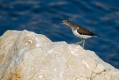 Mali_martinec_Common_sandpiper_Actitis_hypoleucos_13.jpg