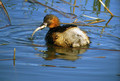 Mali_ponirek_Little_grebe_Tachybabtus_ruficollis_Ponirki_Podicipedidae_06.jpg