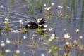 Mali_ponirek_Little_grebe_Tachybabtus_ruficollis_Ponirki_Podicipedidae_07.jpg
