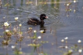 Mali_ponirek_Little_grebe_Tachybabtus_ruficollis_Ponirki_Podicipedidae_08.jpg
