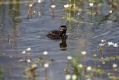 Mali_ponirek_Little_grebe_Tachybabtus_ruficollis_Ponirki_Podicipedidae_09.jpg