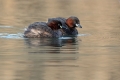 Mali_ponirek_Little_grebe_Tachybabtus_ruficollis_Ponirki_Podicipedidae_14.jpg