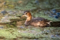 Mali_ponirek_Little_grebe_Tachybabtus_ruficollis_Ponirki_Podicipedidae_20.jpg
