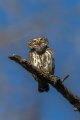 Mali_skovik_Pygmy_Owl_Glaucidium_passerinum_Sove_Strigidae_02.jpg