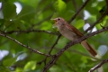 Mali_slavec_Nightingale_Luscinia_megarhynchos_Drozgi_Turdidae_07.jpg