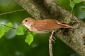 Mali_slavec_Nightingale_Luscinia_megarhynchos_Drozgi_Turdidae_08.jpg