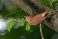 Mali_slavec_Nightingale_Luscinia_megarhynchos_Drozgi_Turdidae_09.jpg