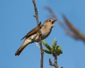 Mali_slavec_Nightingale_Luscinia_megarhynchos_Drozgi_Turdidae_13.jpg