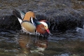 Mandarinka_Mandarin_16.jpg