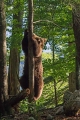 Medved_Bear_27.jpg