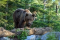 Medved_Bear_31.jpg