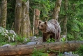 Medved_Bear_37.jpg