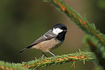 Meniscek_Coal_tit_10.jpg