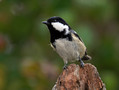 Ime datoteke=Meniscek_Coal_tit_13.jpg
Velikost datoteke=139KB
Dimenzija=800x605
Datum objave=27.04.2011 Meniscek_Coal_tit_13.jpg