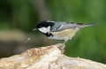 Meniscek_Coal_tit_14.jpg