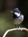 Meniscek_Coal_tit_24.jpg