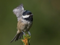 Meniscek_Coal_tit_26.jpg