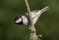 Meniscek_Coal_tit_31.jpg