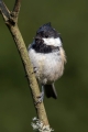 Meniscek_Coal_tit_34.jpg